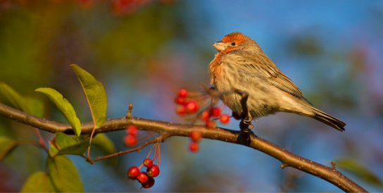 The early bird gets the better teacher candidate pool